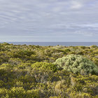 Fynbos of De Hoop